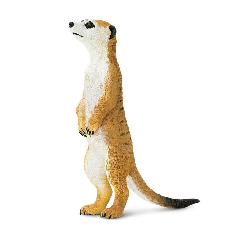 Meerkat - Tadpole
